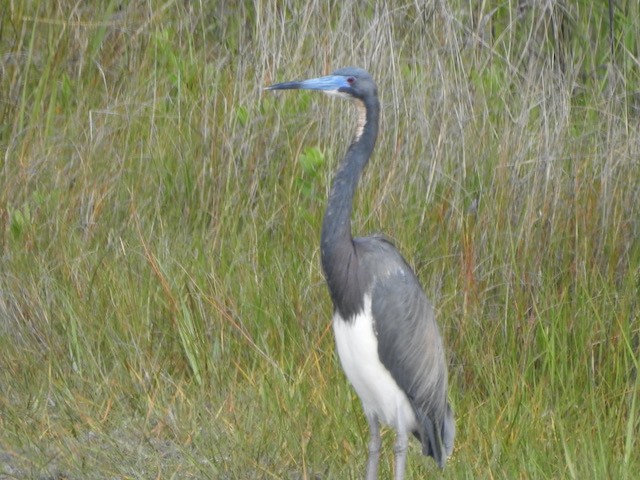 Tricolored Heron - ML618978172