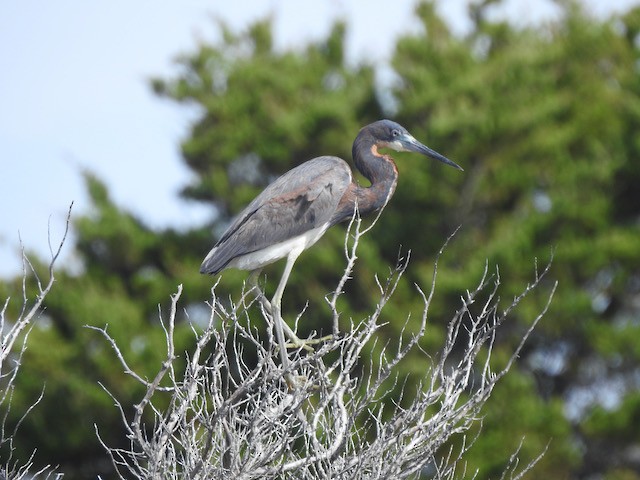 Tricolored Heron - Gerald Head