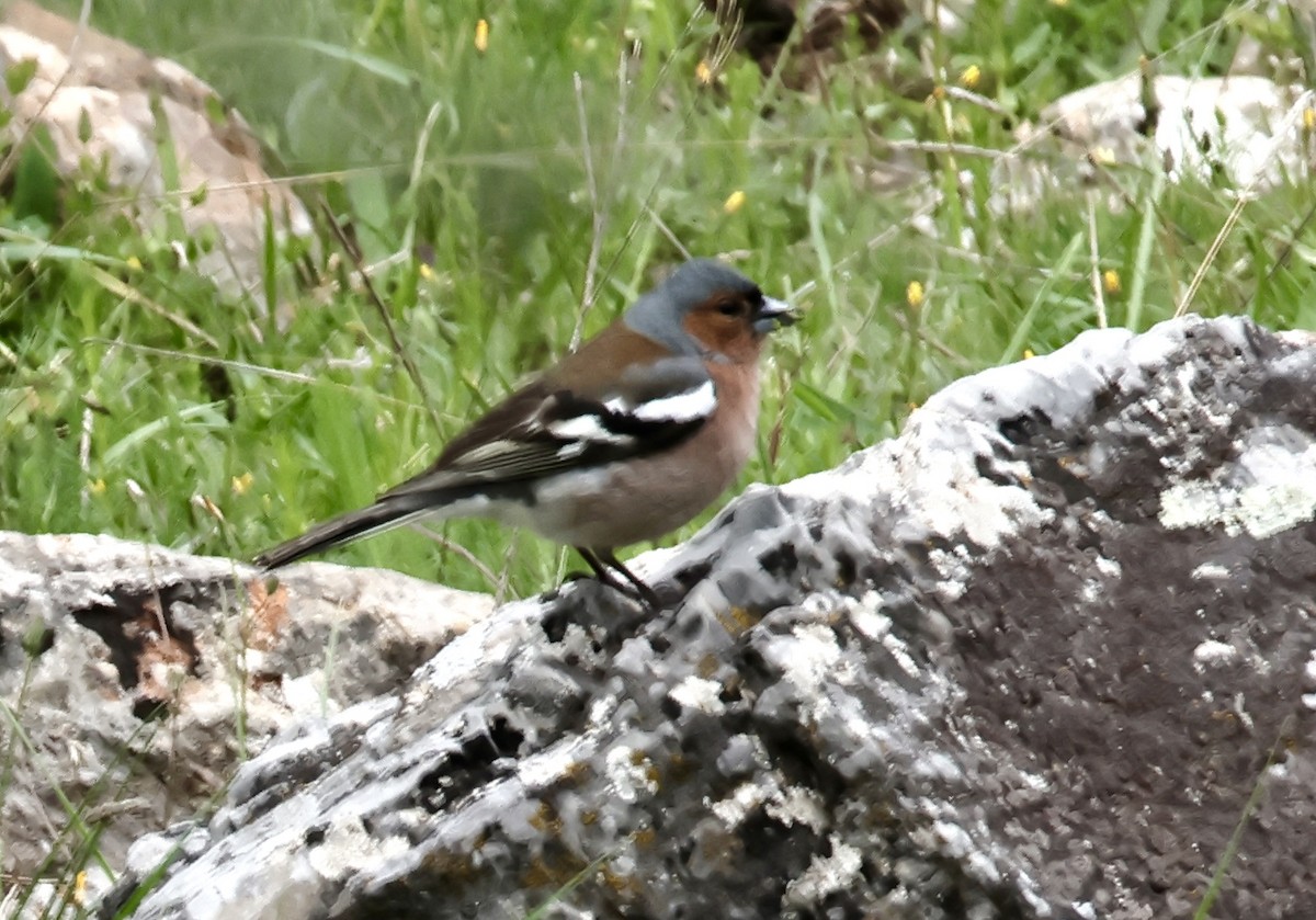 Common Chaffinch - Murat Polat