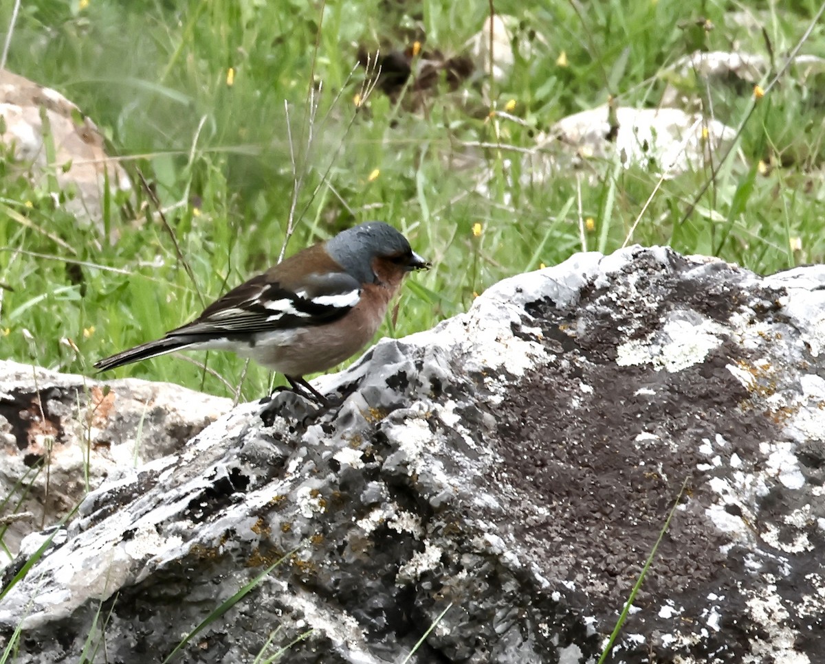 Common Chaffinch - Murat Polat