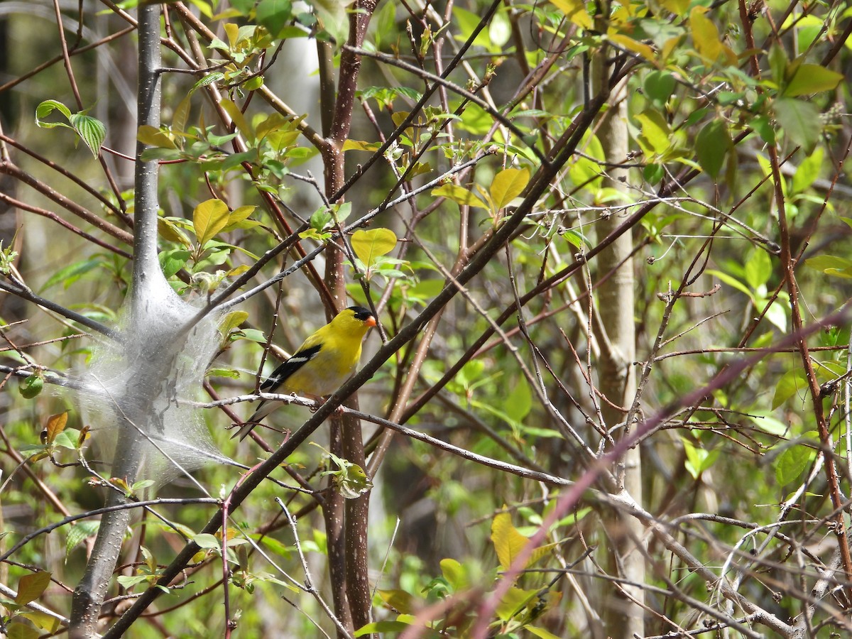 American Goldfinch - Chantal Côté