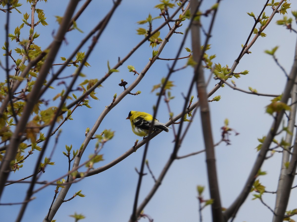 American Goldfinch - Chantal Côté