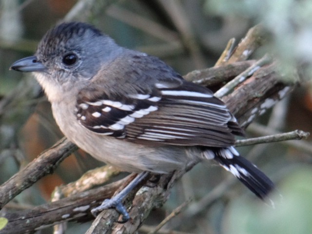 Planalto Slaty-Antshrike - Gabriel Moraes