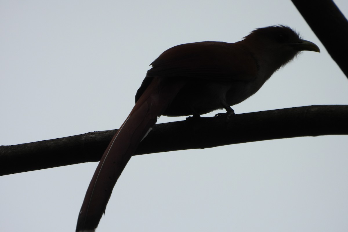 Squirrel Cuckoo - Dey Velandia