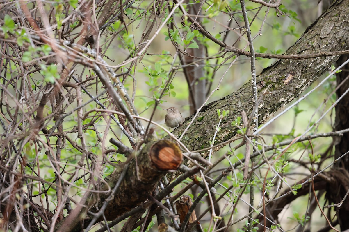 House Wren - ML618978259