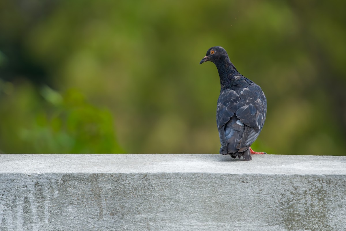 Rock Pigeon (Feral Pigeon) - ML618978267