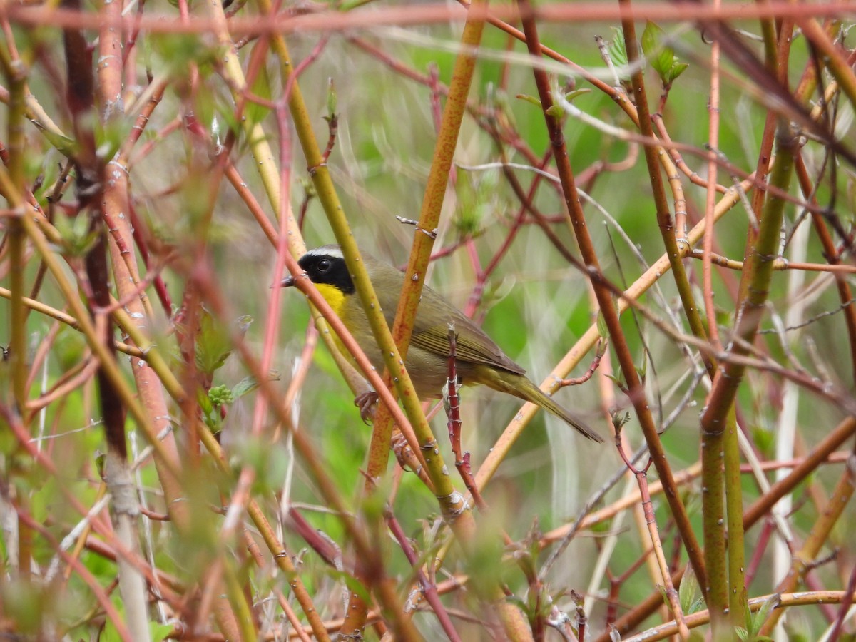 Common Yellowthroat - Chantal Côté