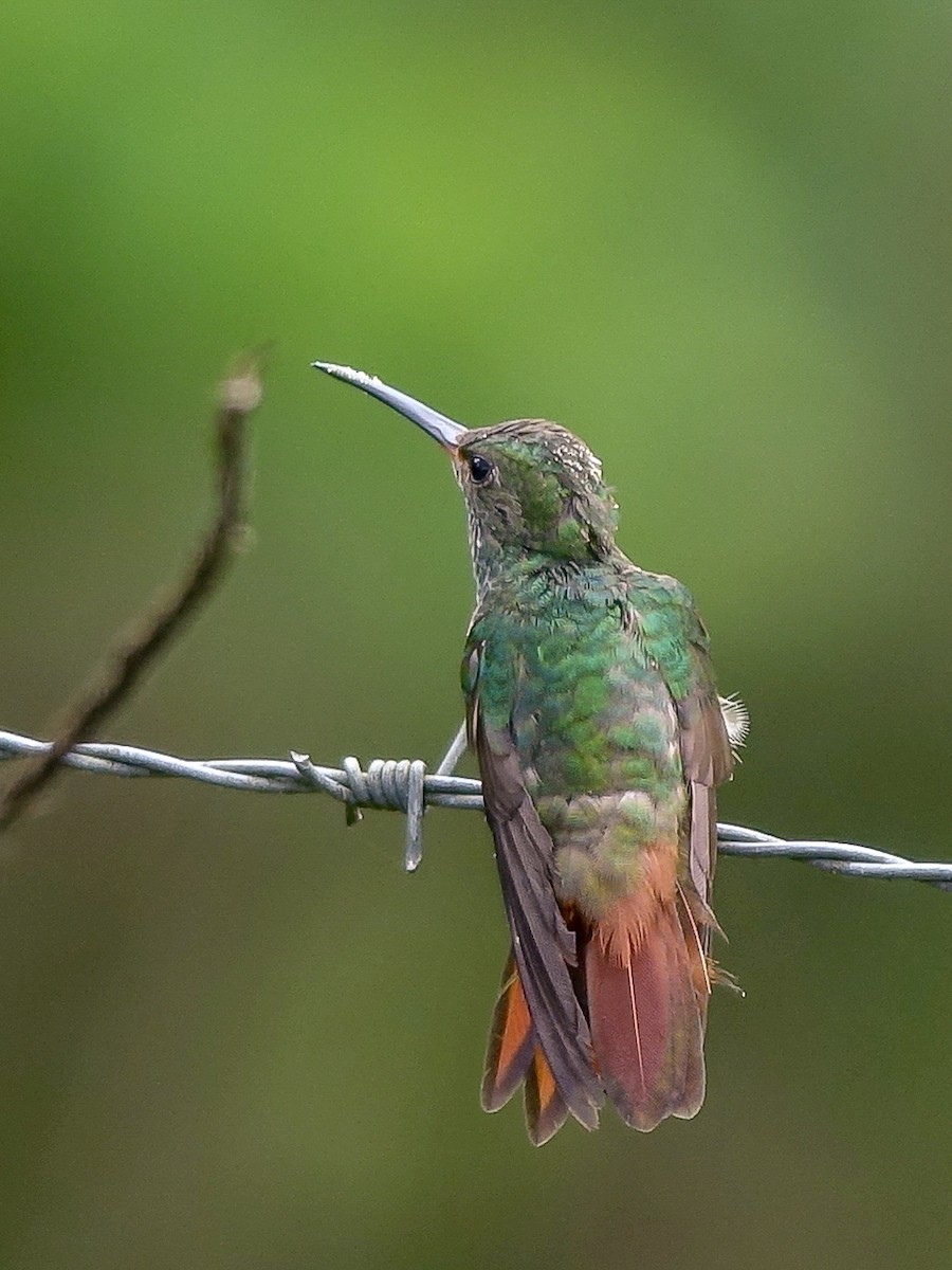 Kızıl Kuyruklu Kolibri - ML618978269