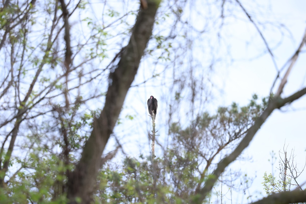 Turkey Vulture - Marie Provost