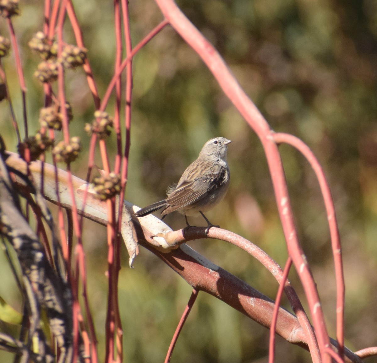 Plumbeous Sierra Finch - Reynaldo Valdivia Reyes