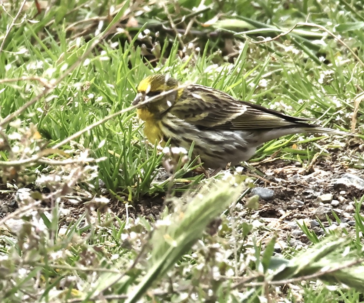 European Serin - ML618978292