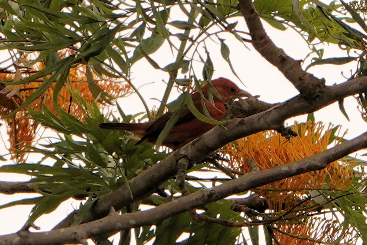 Summer Tanager - Sue Foster