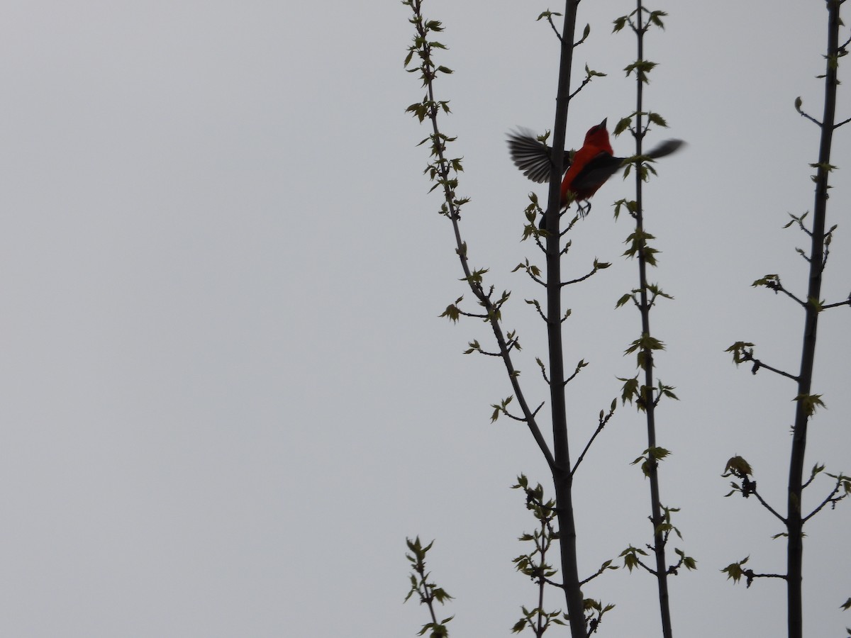 Scarlet Tanager - Chantal Côté