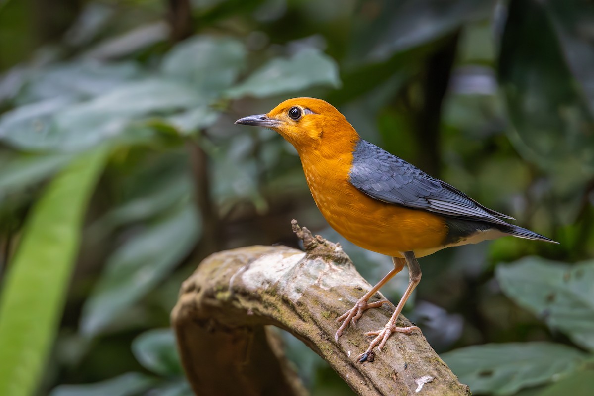 Orange-headed Thrush - Carolien Hoek