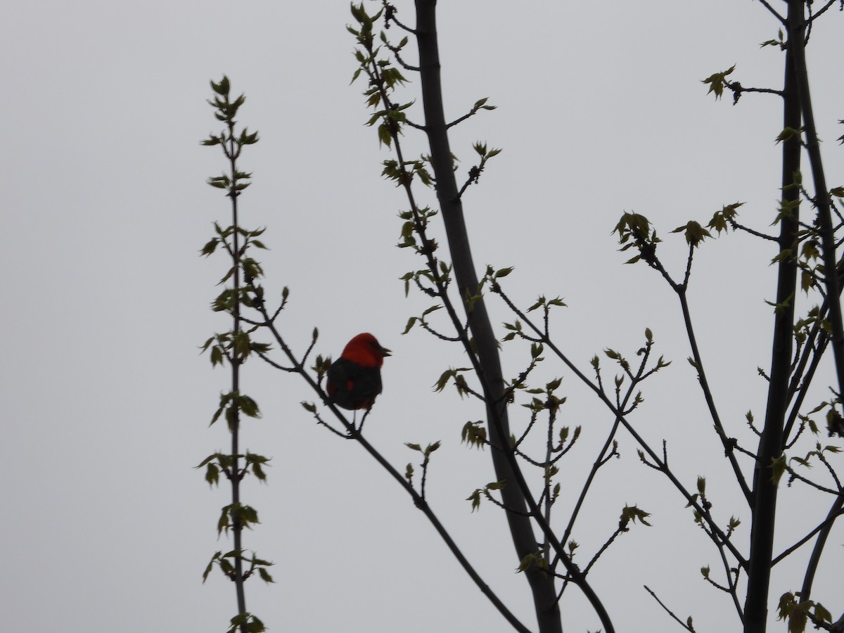 Scarlet Tanager - Chantal Côté