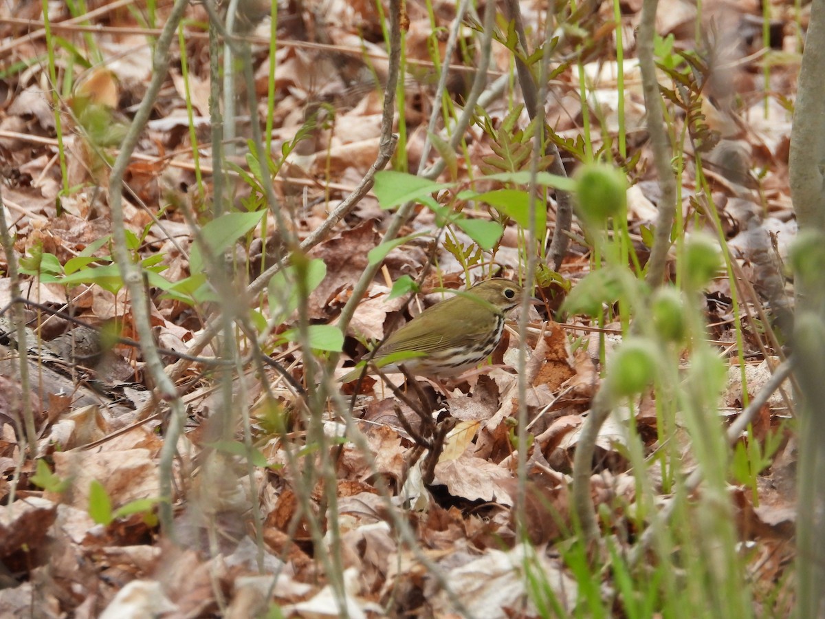 Ovenbird - Chantal Côté