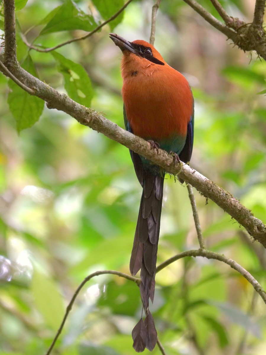 kanelmotmot - ML618978340