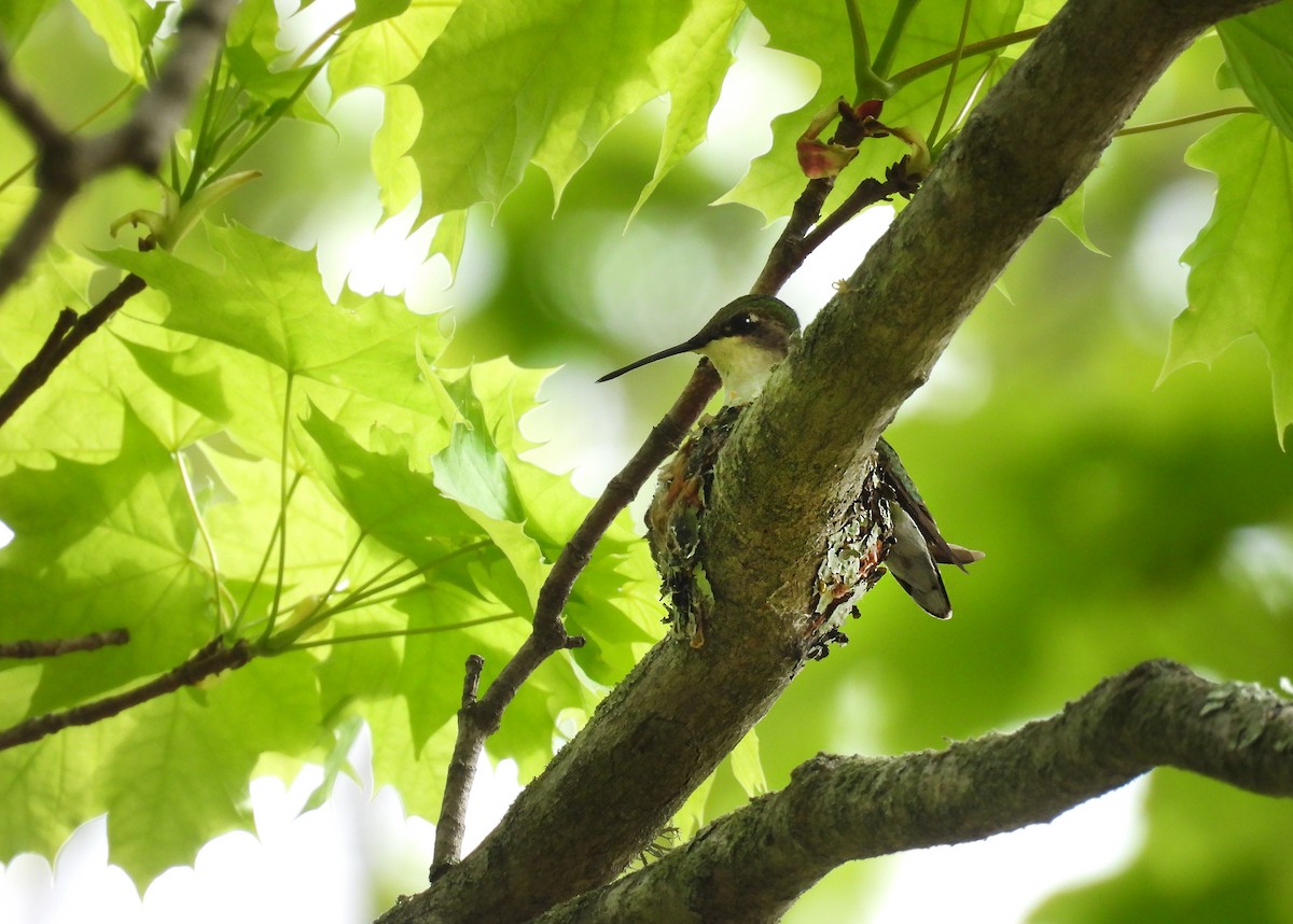 Ruby-throated Hummingbird - ML618978343