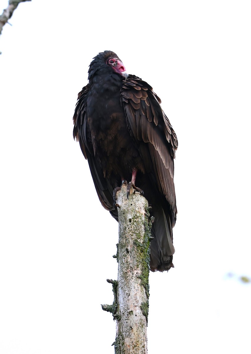 Turkey Vulture - Marie Provost