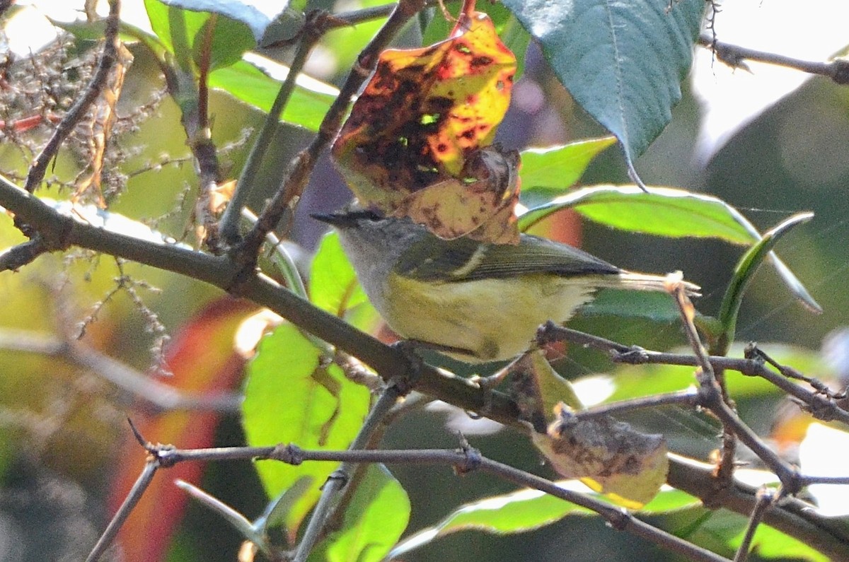 Ashy-throated Warbler - Debabrata Banerjee