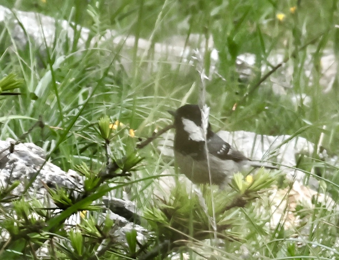 Coal Tit - Murat Polat