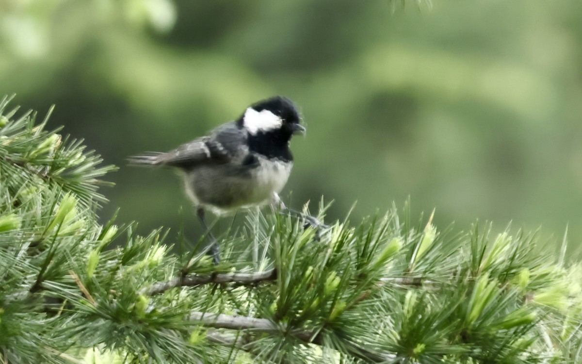 Coal Tit - Murat Polat