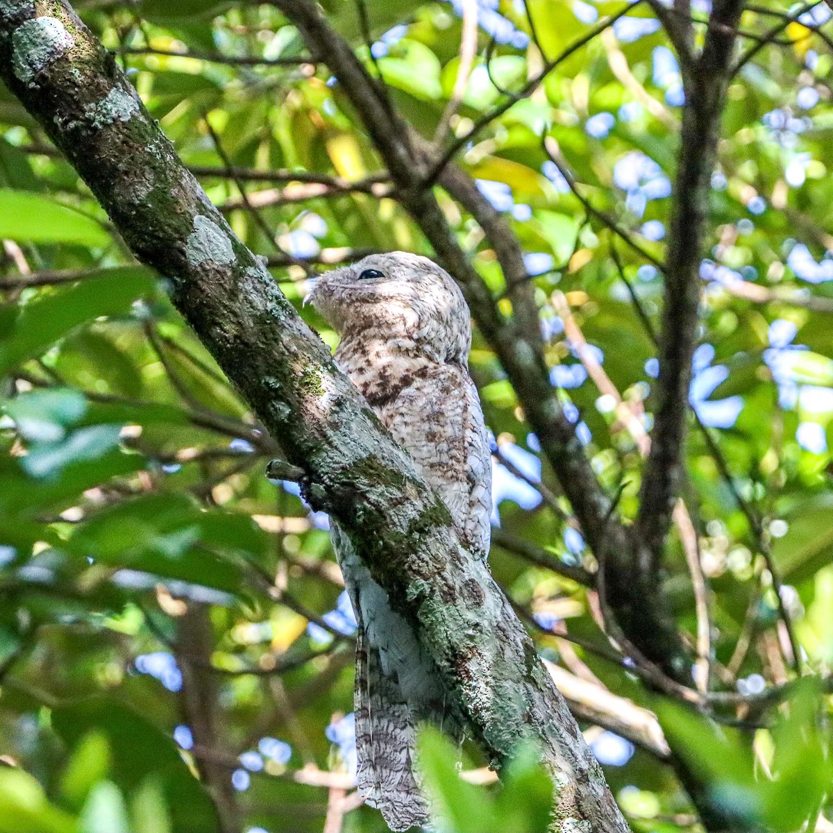 Great Potoo - Didier Eduardo Calderón Mora