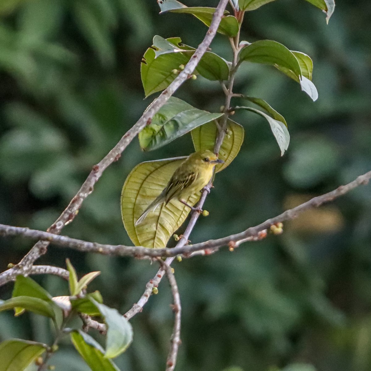 Ochre-lored Flatbill - Didier Eduardo Calderón Mora