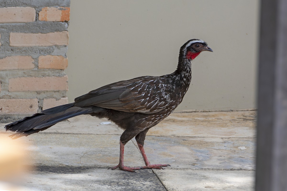 White-browed Guan - Marco Silva