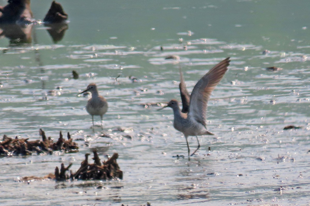 Lesser/Greater Yellowlegs - John Zakelj