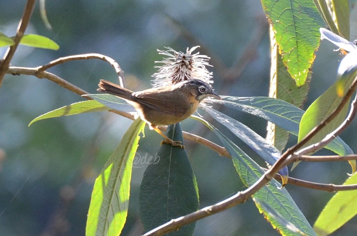 Gray-throated Babbler - Debabrata Banerjee