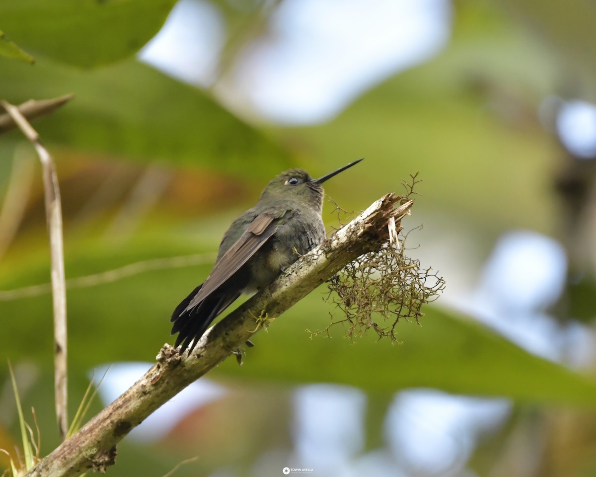 kolibřík zelenkavý - ML618978384