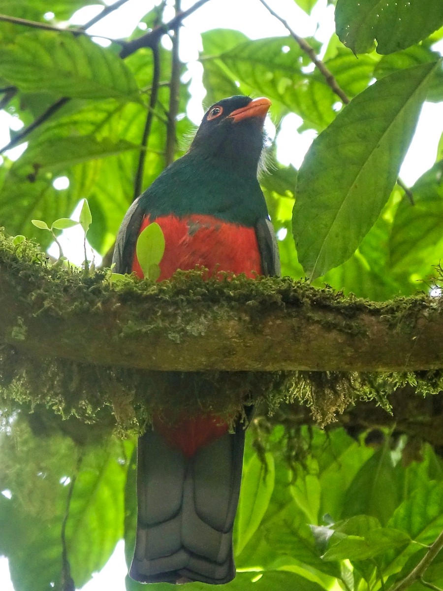 Gri Kuyruklu Trogon - ML618978389