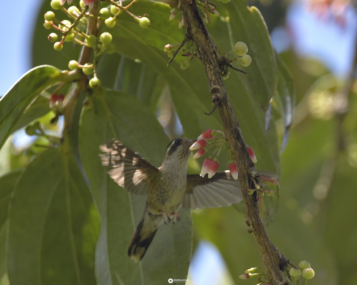 Speckled Hummingbird - Experiencia Naturaleza Edwin Avella