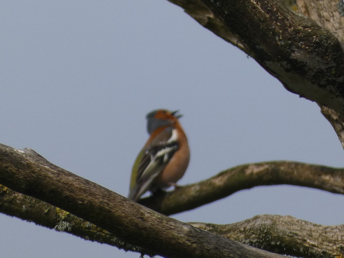 Common Chaffinch - ML618978400