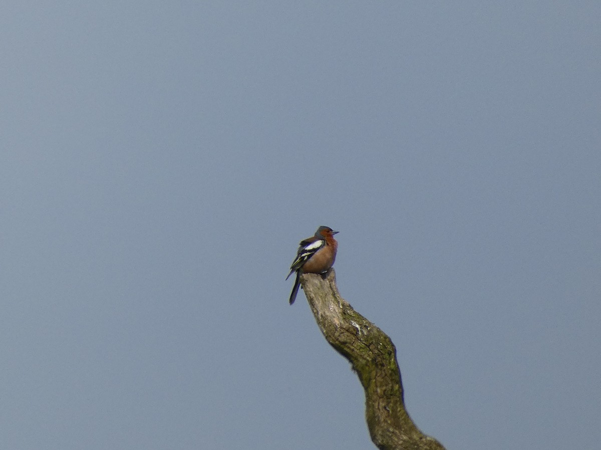 Common Chaffinch - ML618978401