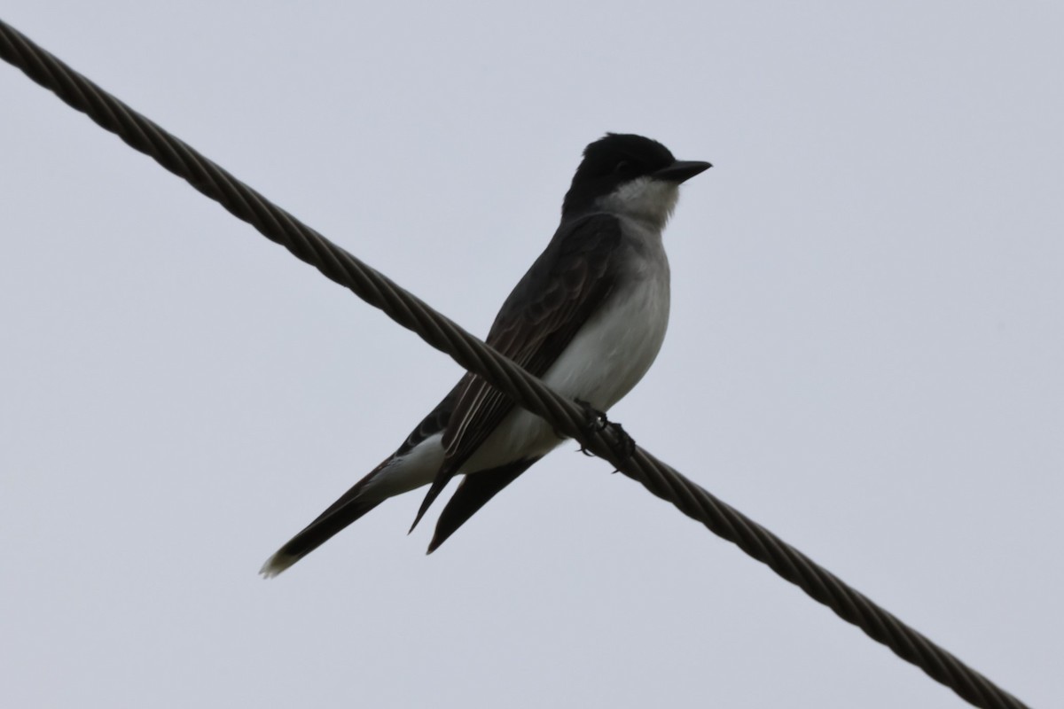 Eastern Kingbird - ML618978414