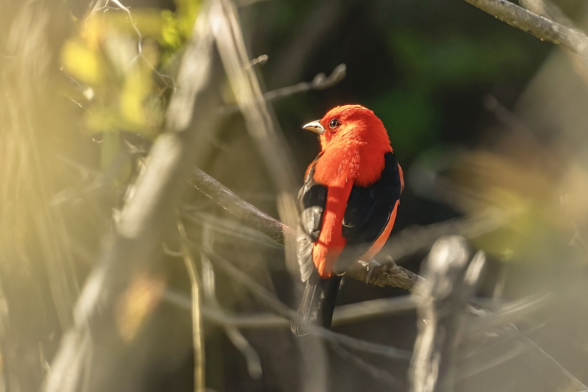 Піранга кармінова - ML618978415