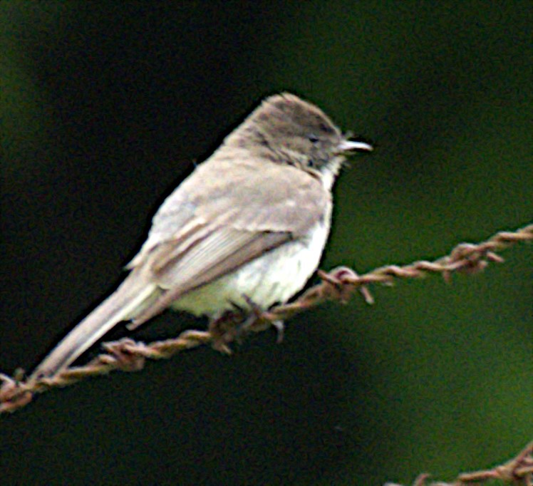 Eastern Phoebe - Doyle Wilson