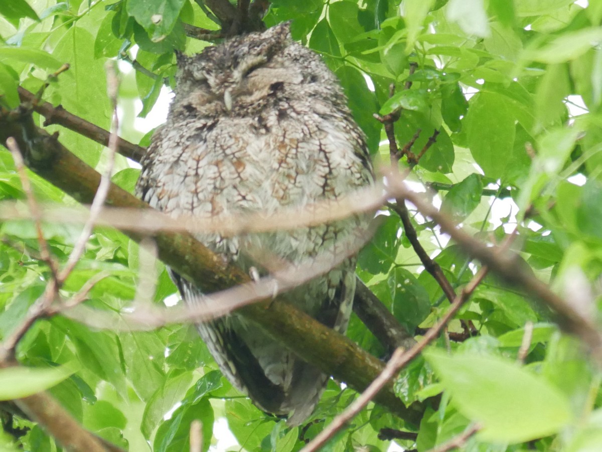 Eastern Screech-Owl - Al Hooks
