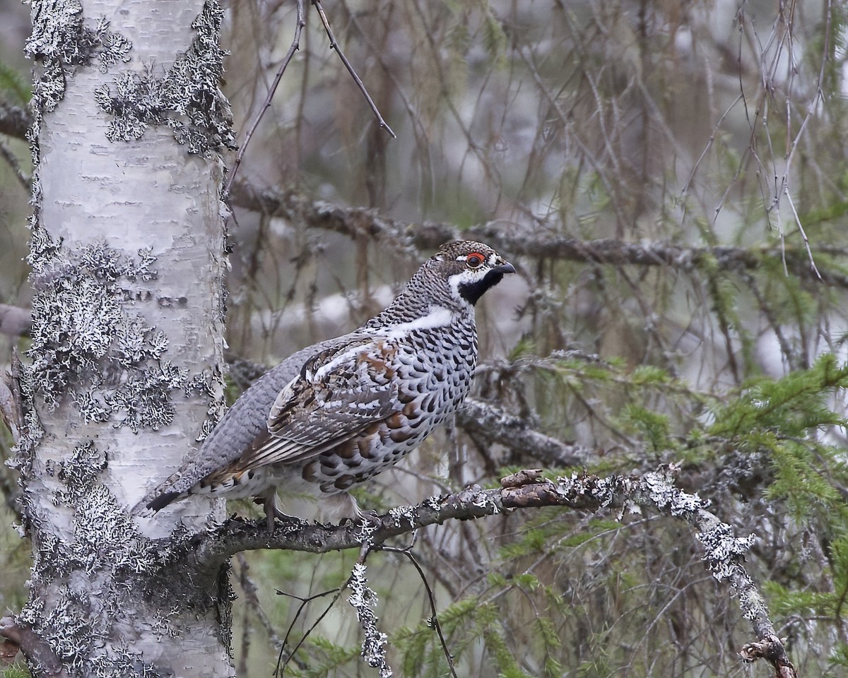 Hazel Grouse - ML618978439