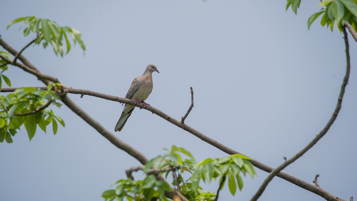 珠頸斑鳩 - ML618978451