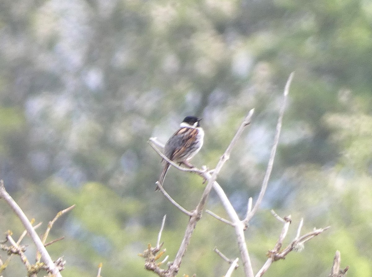 Reed Bunting - ML618978458