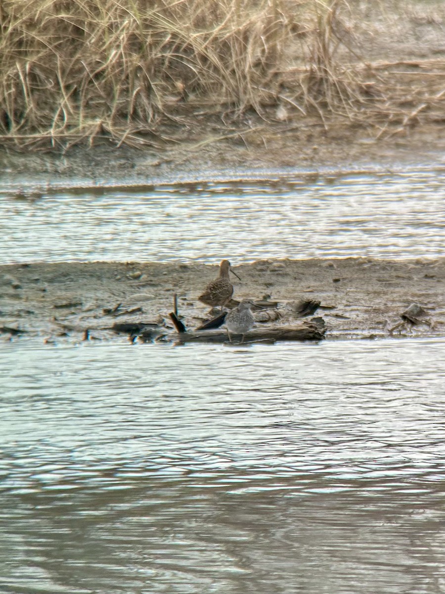 Long-billed Dowitcher - Krista Schaefer