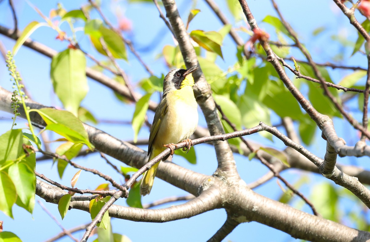 Common Yellowthroat - Marie Provost