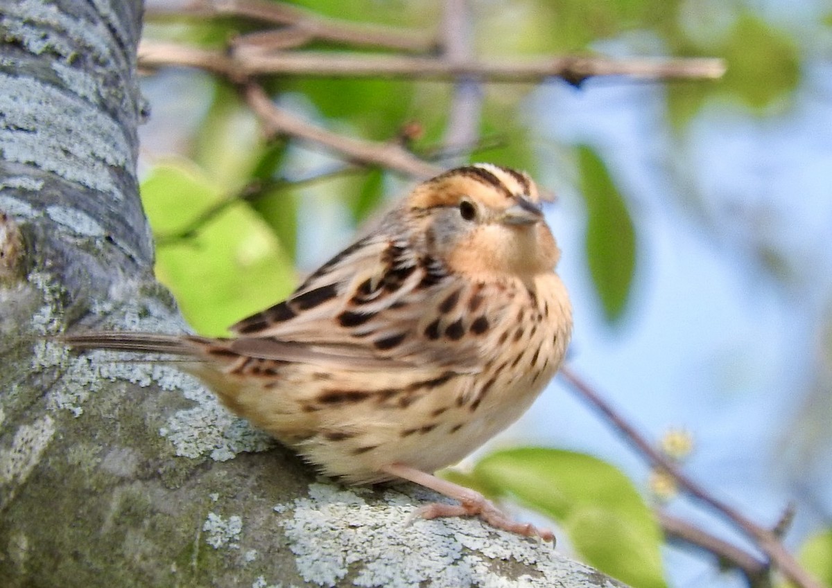 LeConte's Sparrow - Jill Henemyer