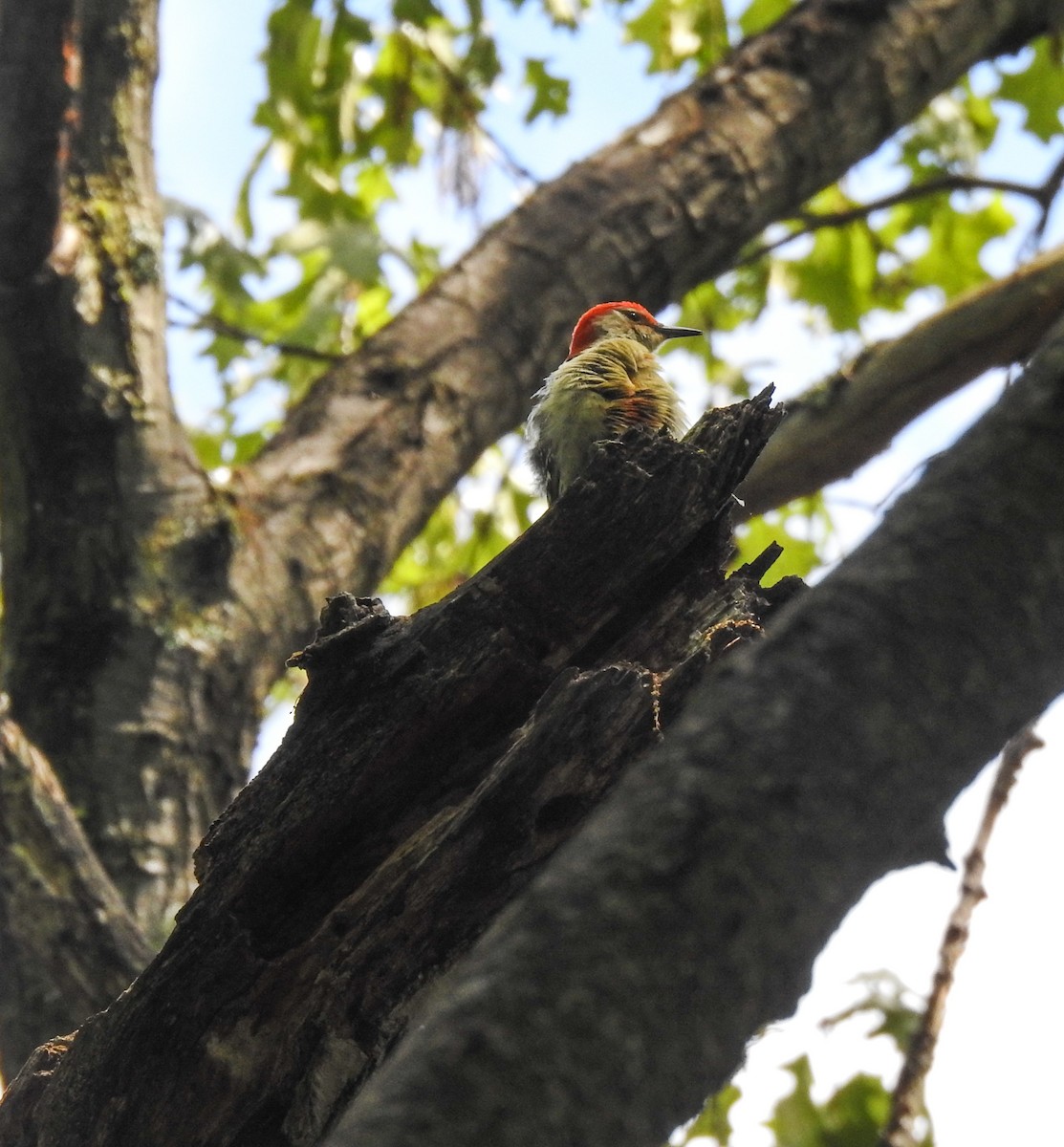 Red-bellied Woodpecker - ML618978521