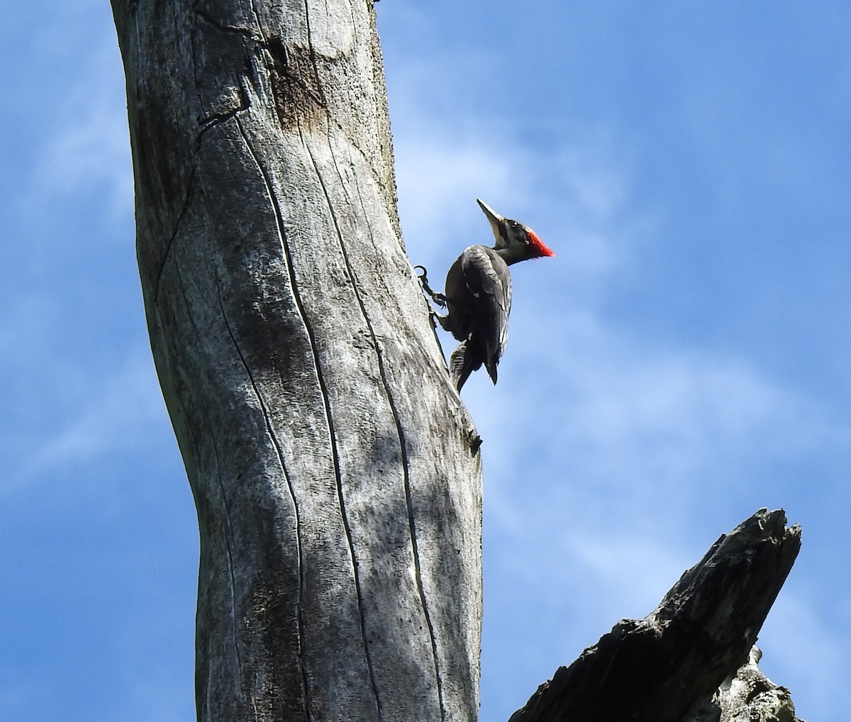 Pileated Woodpecker - ML618978535