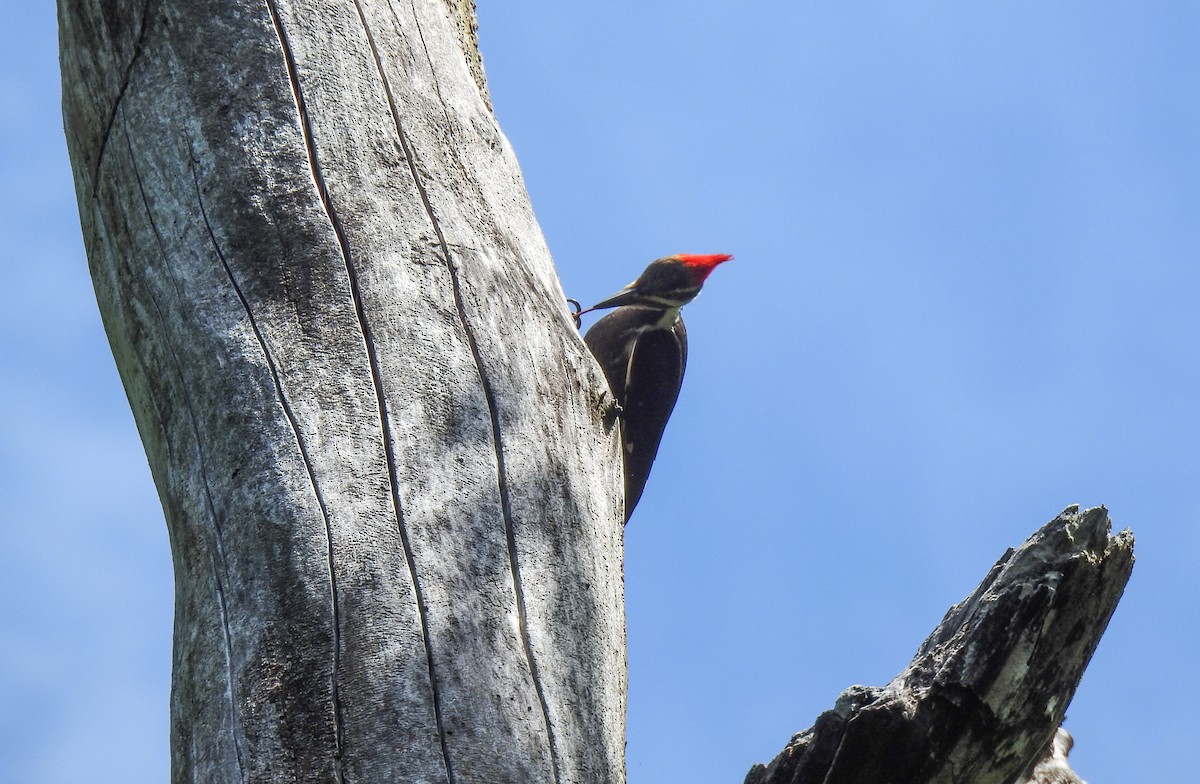 Pileated Woodpecker - ML618978537