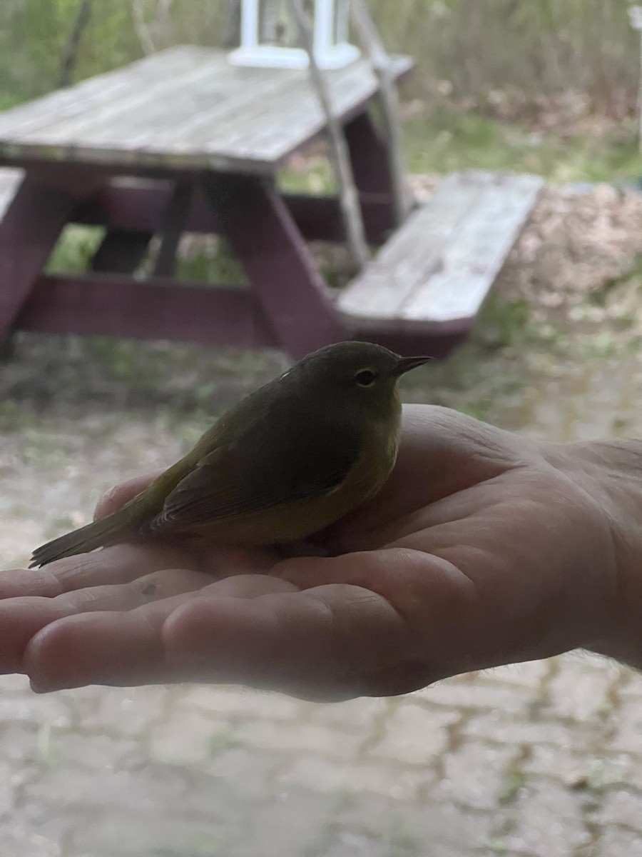 Orange-crowned Warbler - ML618978552